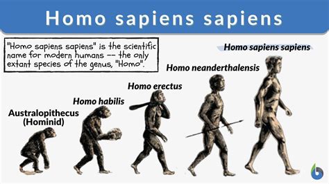 what does sapient mean.